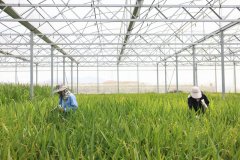 关于加强和改良平易近族工做的主要思惟出格是